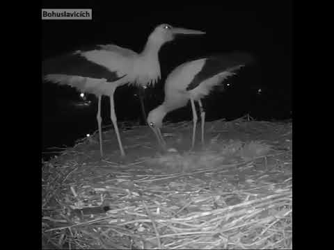 احتفال طائر اللقلق بأول بيضة له Stork celebrates its first egg