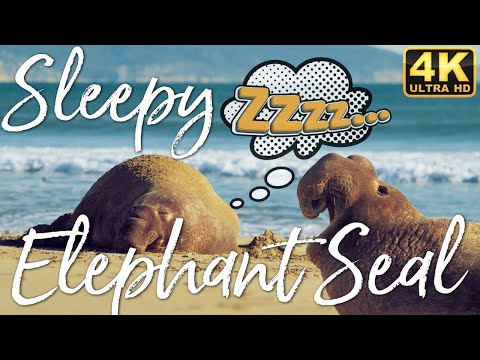 Elephant Seal Relaxing On The Beach. 4K Meditation and Sleep Music Video.