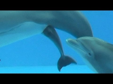 Así es el parto de un delfín