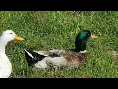 #أهم الفوارق بين البط و الاوز The most important differences between ducks and the oz