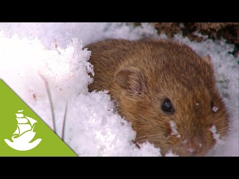 Lemmings - Protection for icy outside air