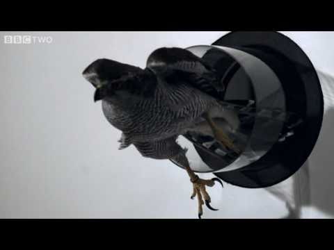 Goshawk Flies Through Tiny Spaces in Slo-Mo! - The Animal