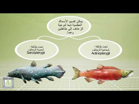 تصنيف الأسماك العظمية