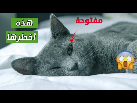 وضعيات نوم قطك تكشف عن صحته وشخصيته