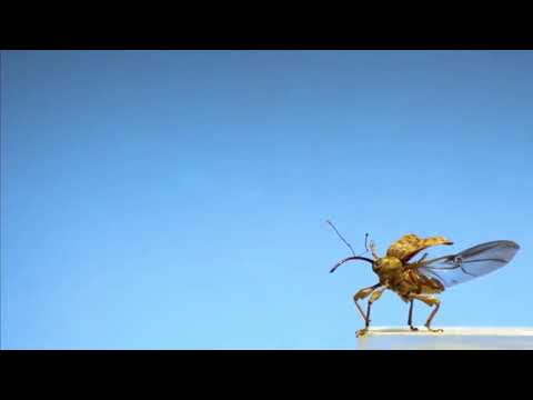 الحشرات الطائرة Flying insects