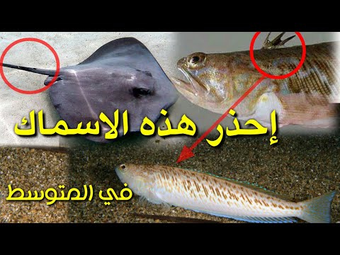 احذر من هذه الأسماك السامة والخطيرة في البحر الابيض المتوسط