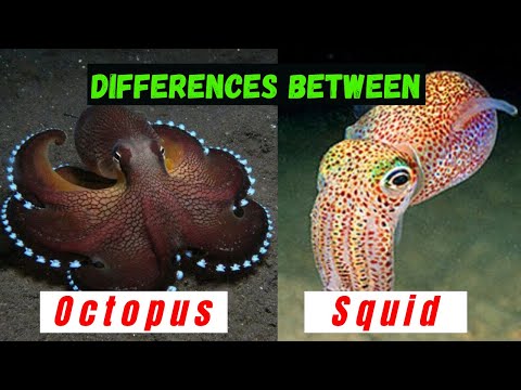 What are The Similarities and Differences Between Squids and Octopuses - Hidden Facts