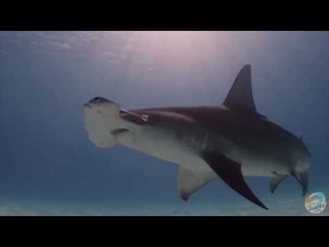 Hammertime: Dive into the World of the Great Hammerhead Shark