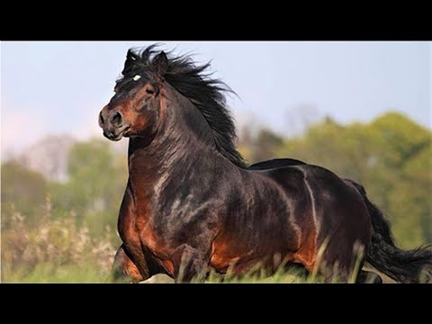 اضخم و اقوى فصائل الخيول حول العالم.. لن تصدق حجمها الهائل !!