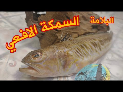 سمكة البلّامة من أخطر أنواع السمك في اسكندرية