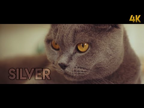 Silver - British short-hair | Cinematic Video | 4K | 21:9