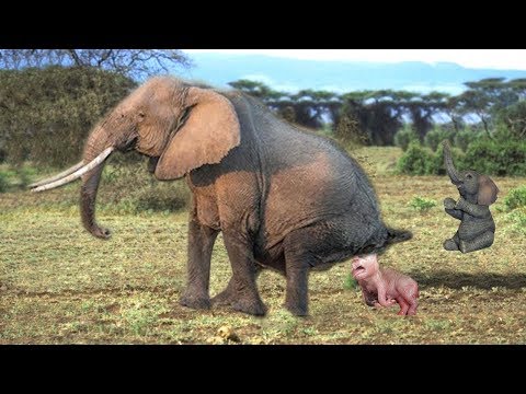 Elefante dando a luz en estado salvaje