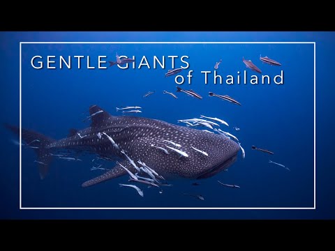 4K WHALE SHARK || Koh Tao - Thailand