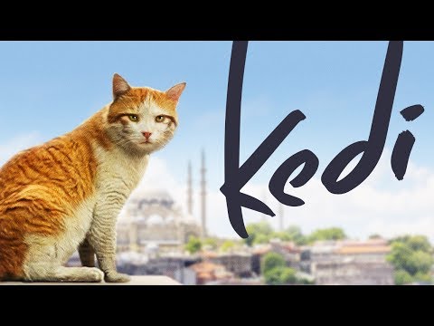 Kedi - Full Length Documentary