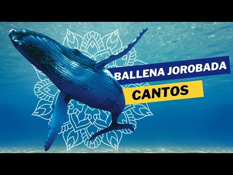 Sonidos de Ballenas / Nadando con ballenas Jorobadas