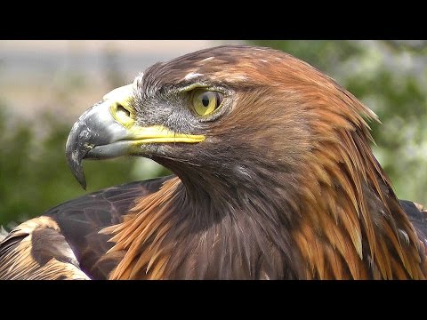 Golden Eagle - Bird of Prey - Spectacular Close Up of Natures Hunting Machine