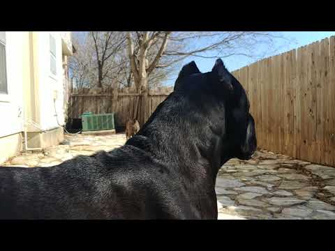 Cane Corso protecting his owner