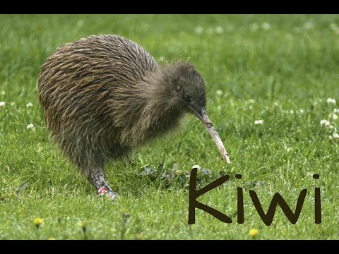 Kiwi Bird 4K
