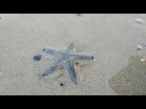 Starfish hiding in sand..!