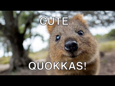 CUTE & HAPPY Quokka Compilation - The Happiest Animal In The World! Video
