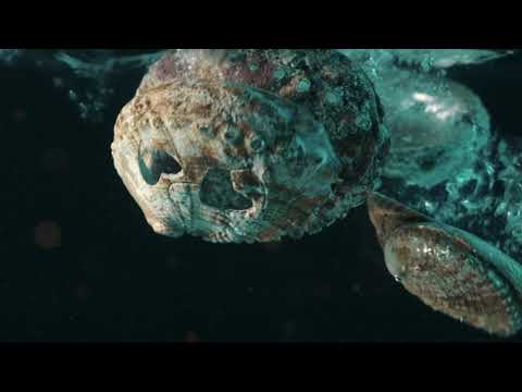 Abalone Video Ad - 4K
