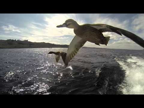 Flying Ducks - so close, you can almost touch, just incredible