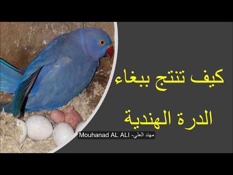 طريقة انتاج ببغاء الدرة الهندية للمبتدئين #مهند_العلي