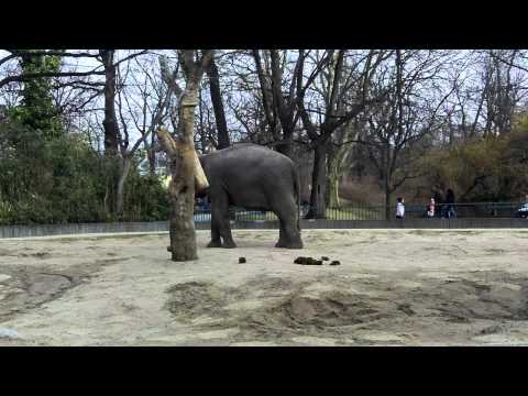 Elefante andando pra trás