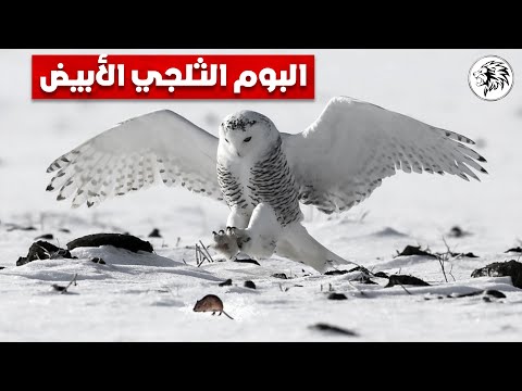 البوم الثلجي الأبيض طائر عجيب يصطاد في صمت - عالم الحيوان