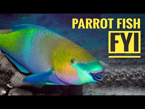 سمكة البغبغاء ( الحريد )  - Parrot Fish - FYI - FULL HD