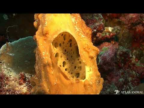 Esponja de Mar en 4K - Sea Sponge 4K