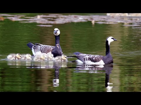 Barnacle Goose family with 6 Goslings. 4K