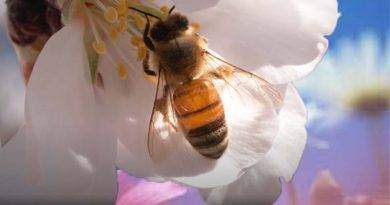 معلومات عن نحل العسل