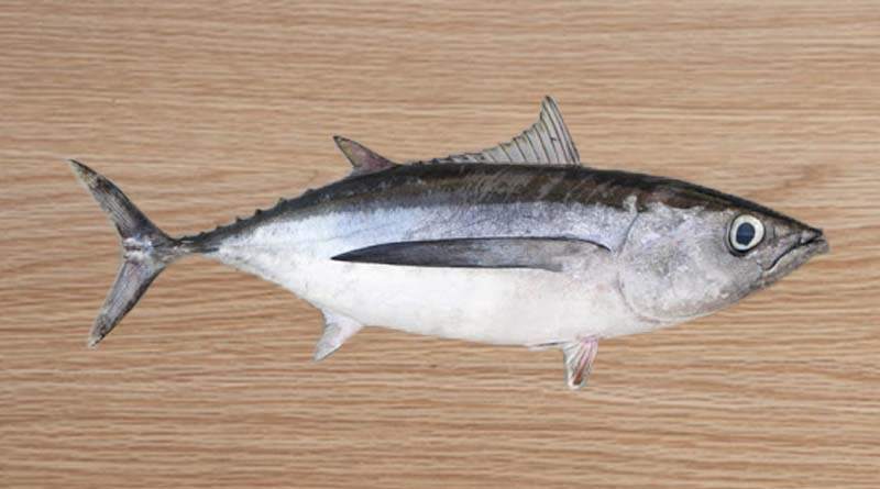 معلومات عن سمك الباكور