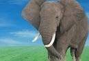 تعرف على قصة الفيل جامبو المحزنة