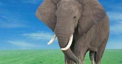 تعرف على قصة الفيل جامبو المحزنة