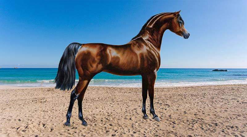 كل شيء عن الحصان العربي وتاريخه