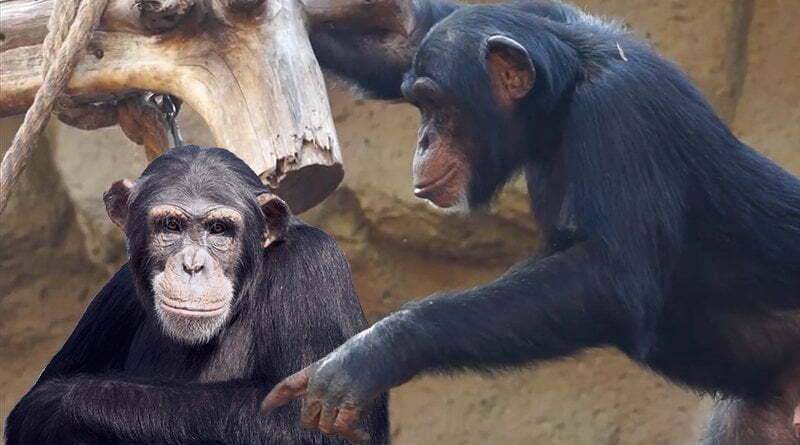 معلومات عن حيوان الشمبانزي
