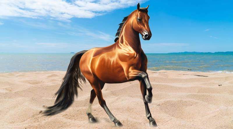أكثر 11 حقائق غريبة عن الحصان التي لا تعرفها