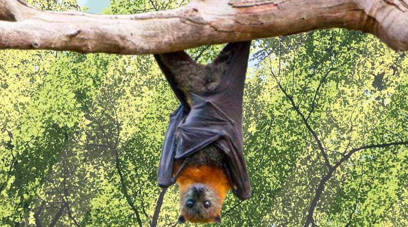 معلومات عن الخفاش