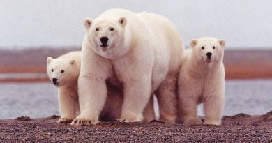 معلومات عن الدب القطبي