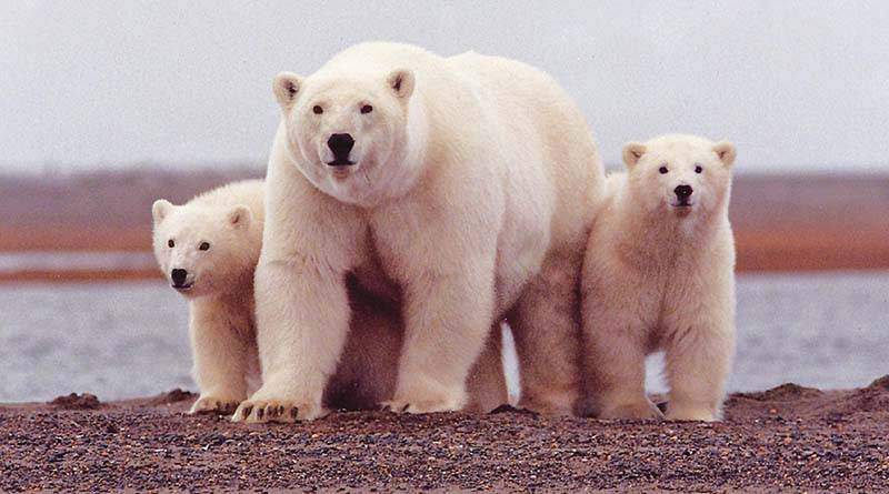 معلومات عن الدب القطبي