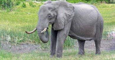 معلومات عن الفيل الأفريقي