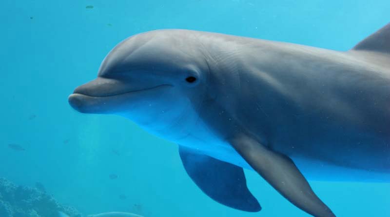 معلومات عن دلفين شائع قاروري الأنف