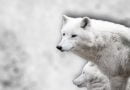 تعرف على المعلومات المدهشة حول الذئب الأبيض