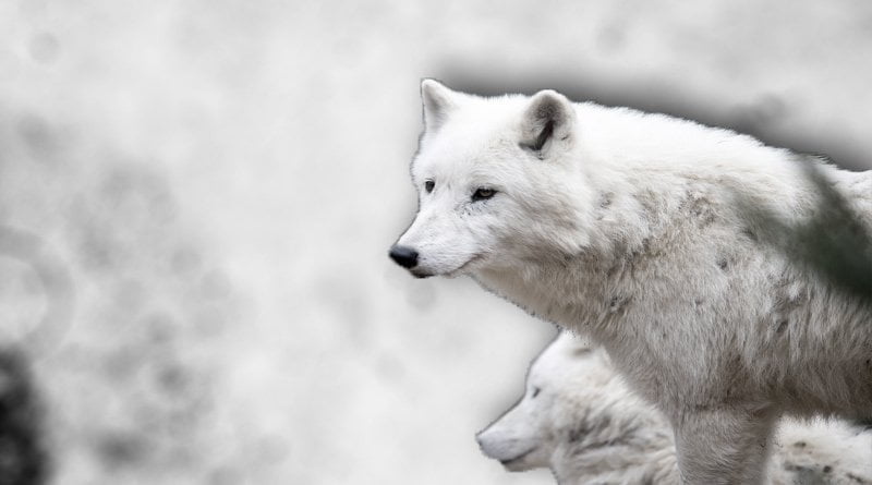 تعرف على المعلومات المدهشة حول الذئب الأبيض