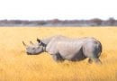 معلومات عن وحيد القرن الأبيض