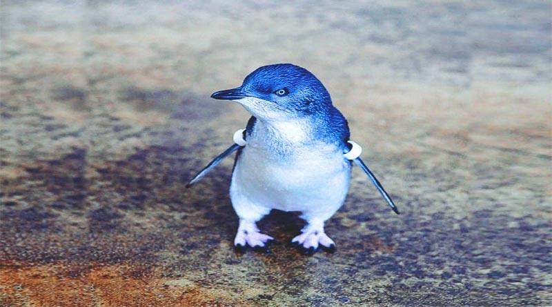 مميزات البطريق الأزرق