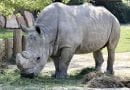 تعرف على وحيد القرن السومطري