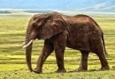 ماذا يأكل الفيل - معلومات عن الحيوانات